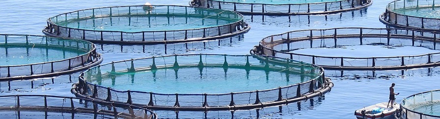 专业的水产养殖技术