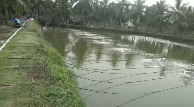 水产养殖菌种组合