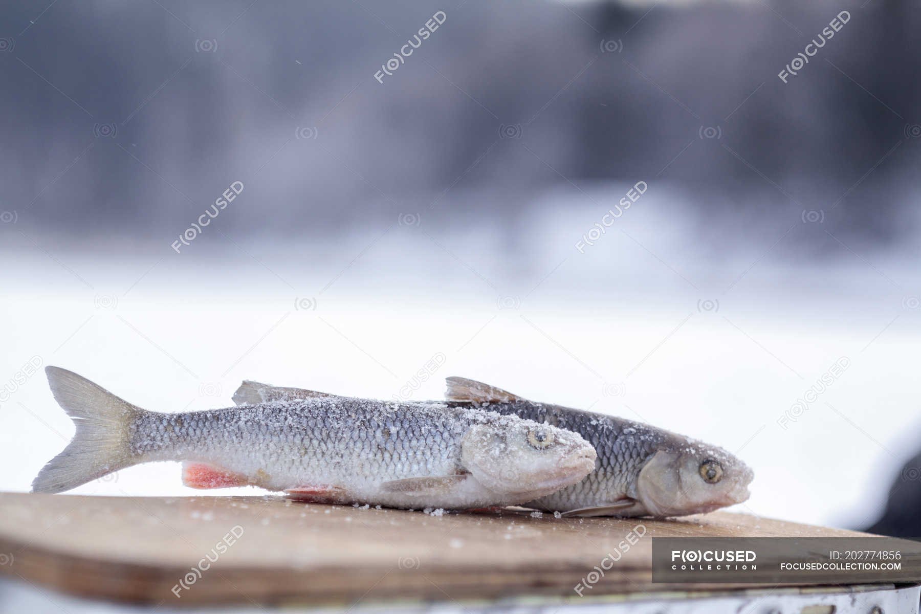 十大名牌水产饲料排名