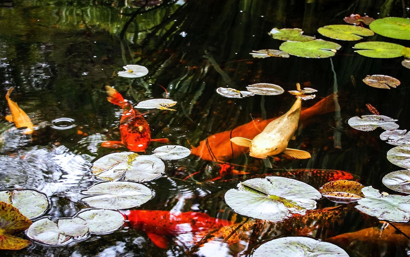 鱼药批发网