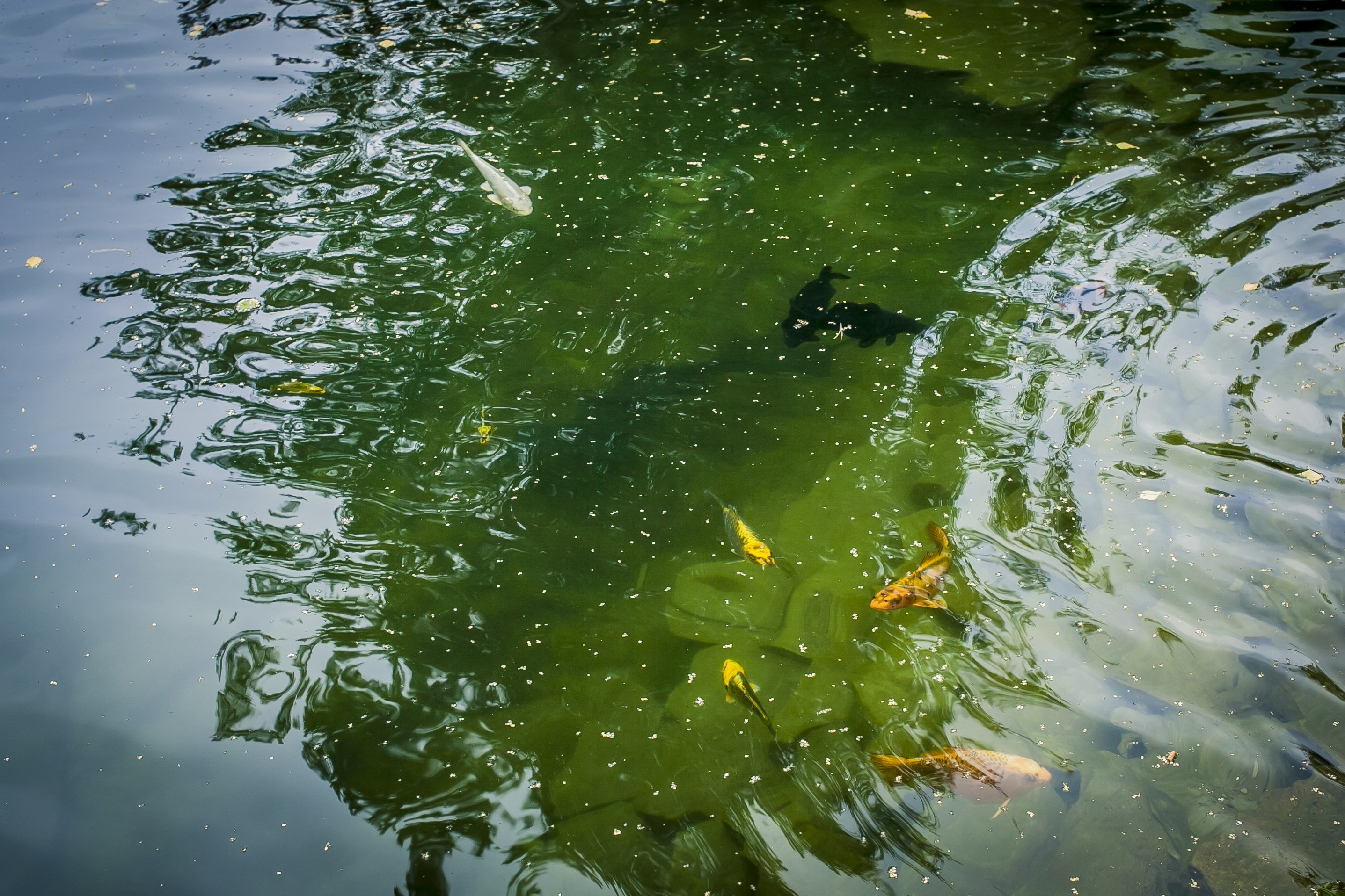 水产养殖技术人员证书