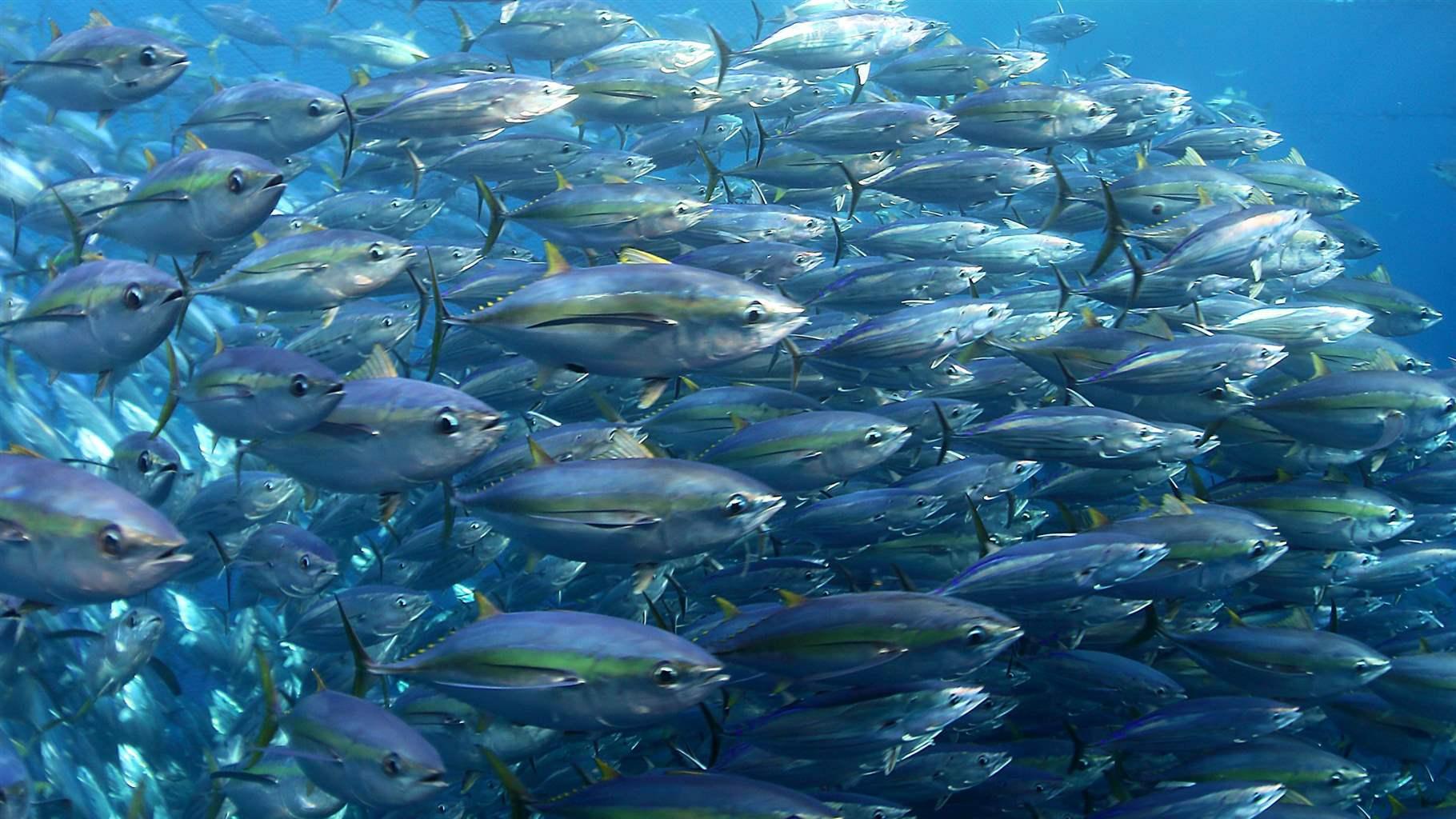 珠海富记水产养殖公司
