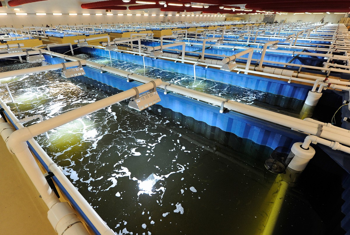 水产饲料原料有哪些品牌