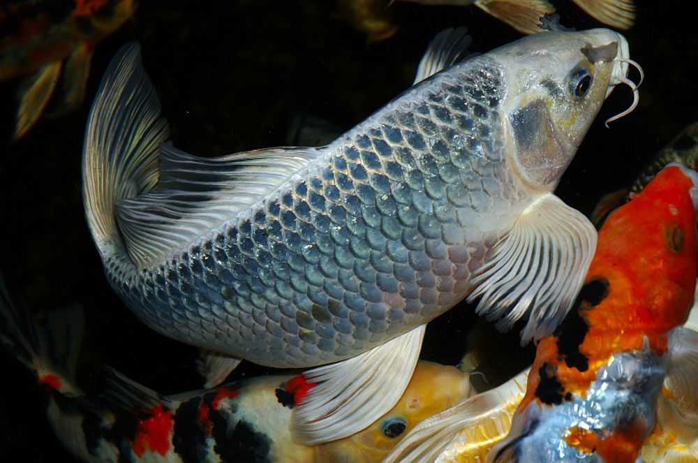 重庆正通生物发展有限公司介绍