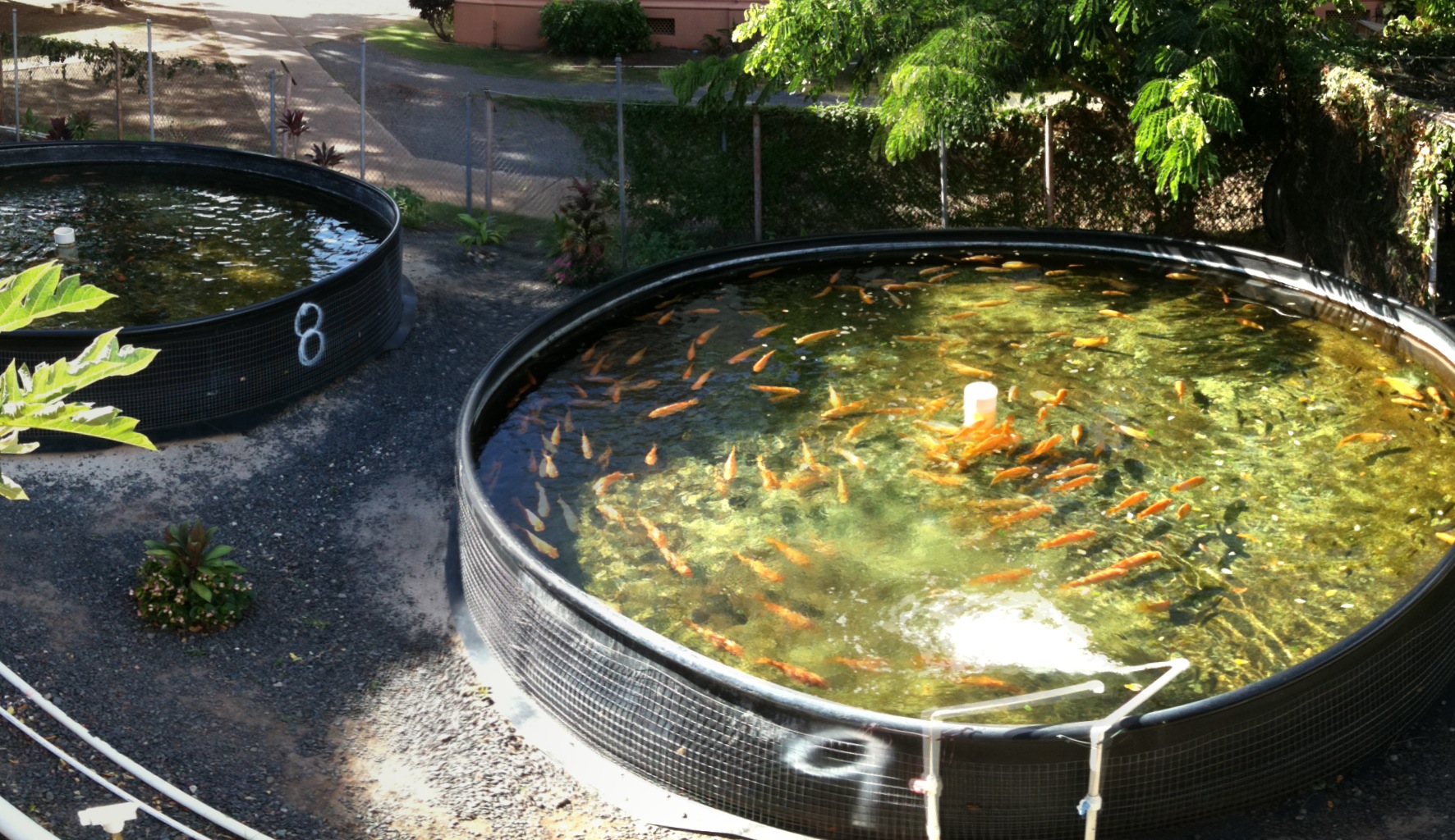 水产养殖诱食剂有哪些