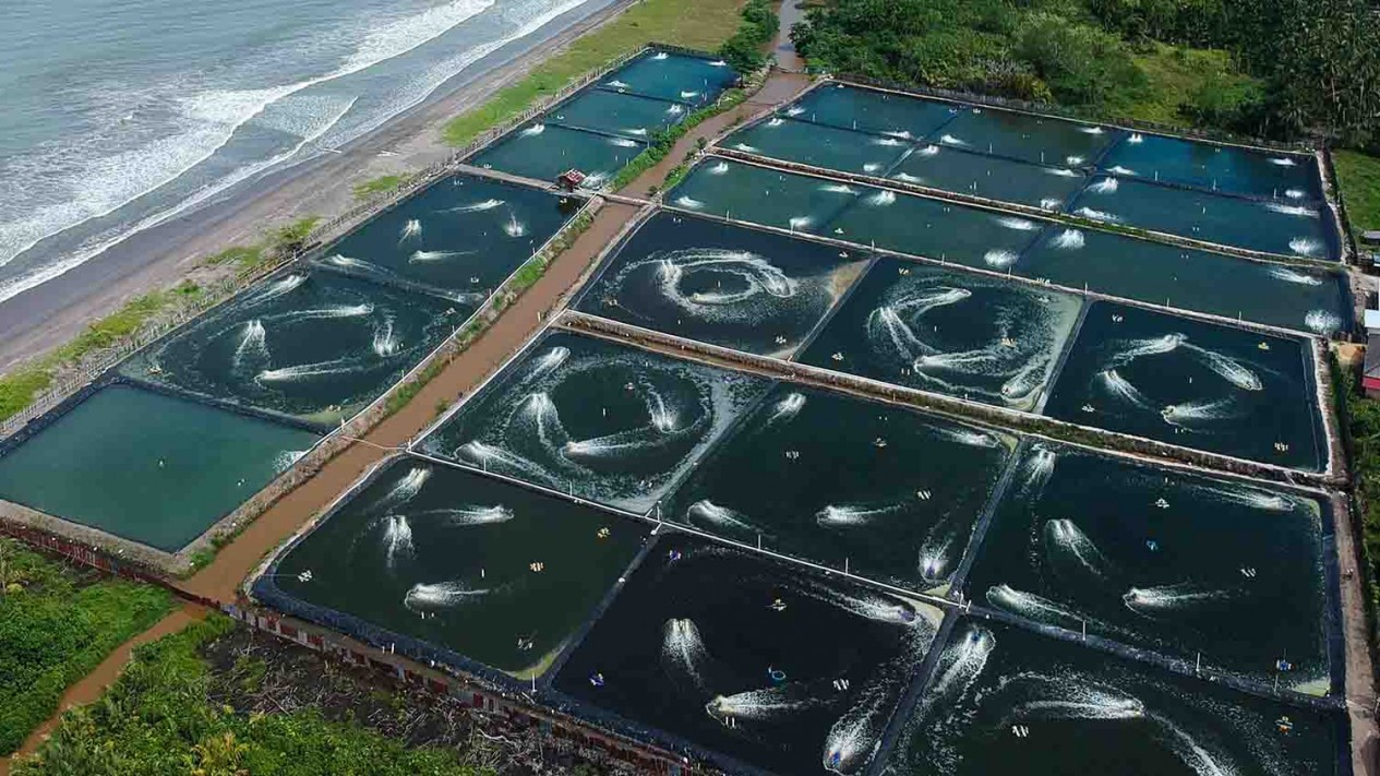 水产养殖专用菌种有哪些
