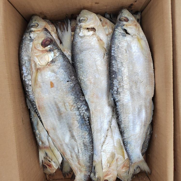 国产鱼药品牌大全