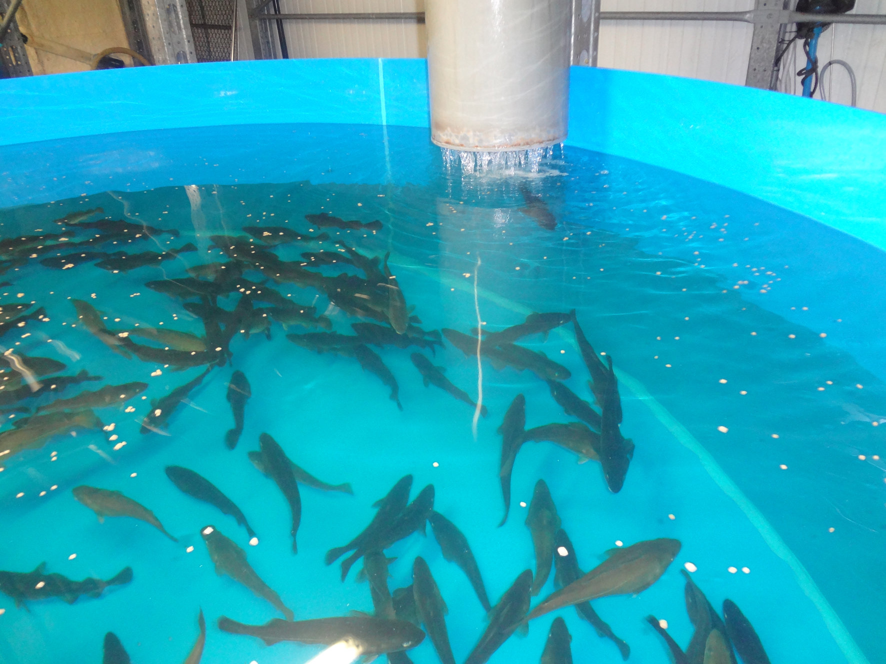 大棚养殖水产淡水虾