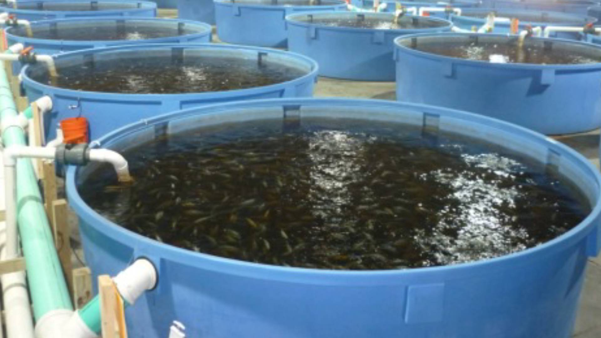经营水产动保需要办什么