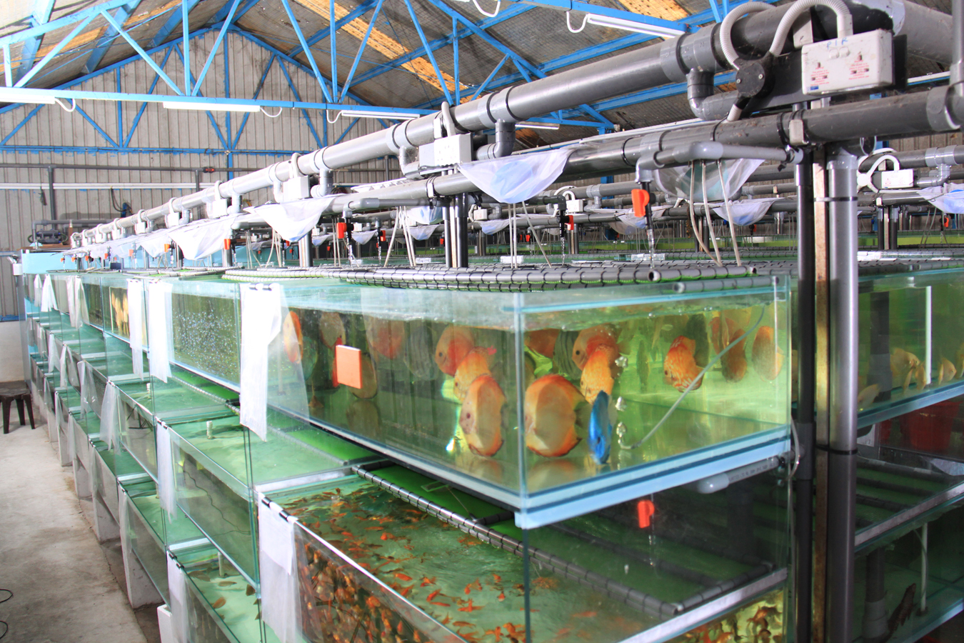 水产动保销售怎么引流