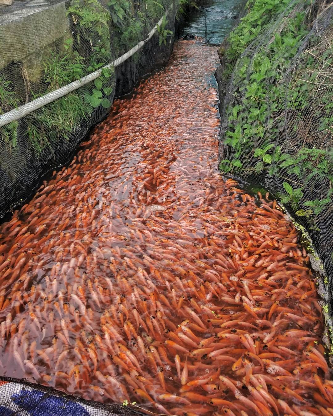 水产养殖饲料厂家