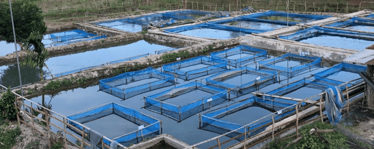 水产养殖技术网络教育