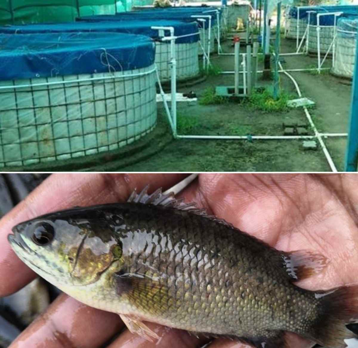 水产动保产品代理