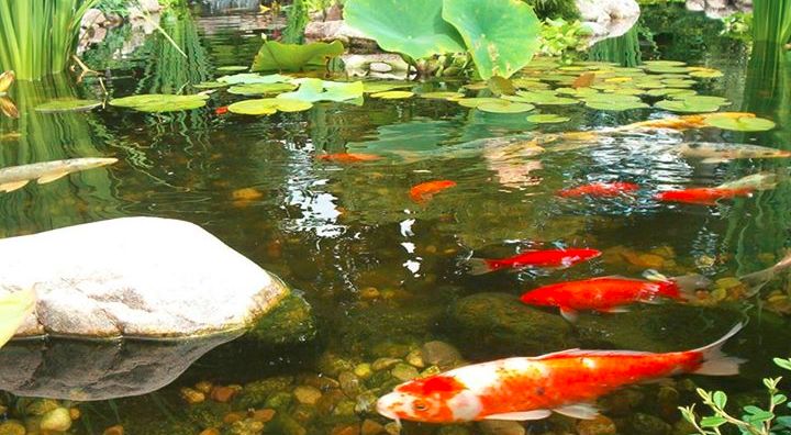 水产养殖用水标准