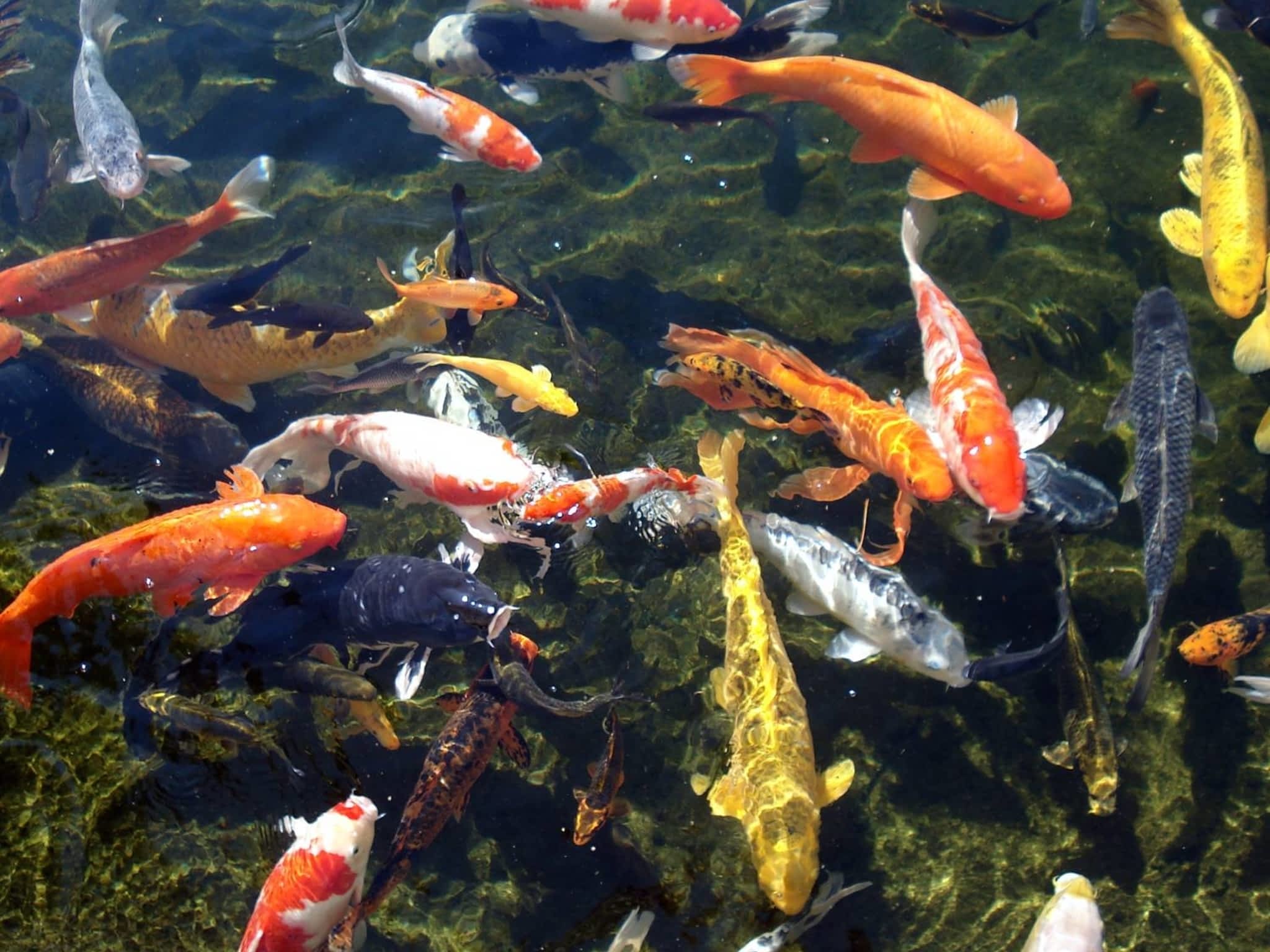 水产养殖用的红糖批发价格是多少