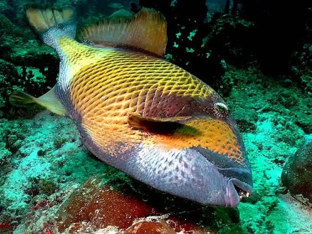 水产养殖设备网