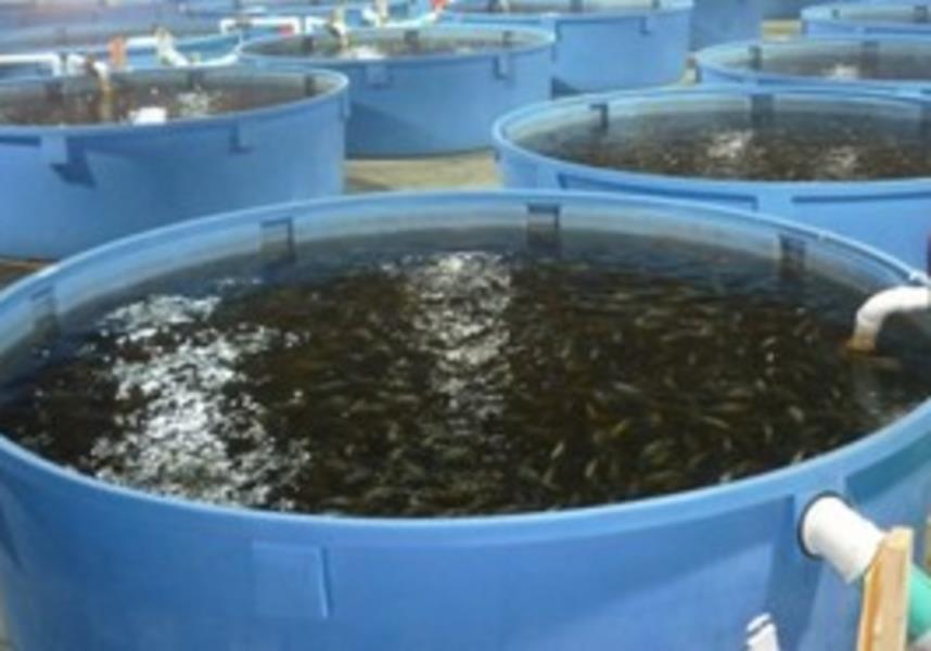 水产养殖箱养鱼水路设计