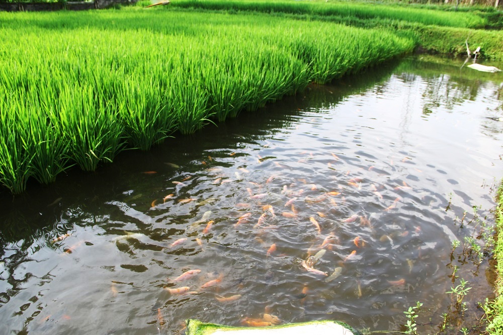 水产药品生产厂家批发
