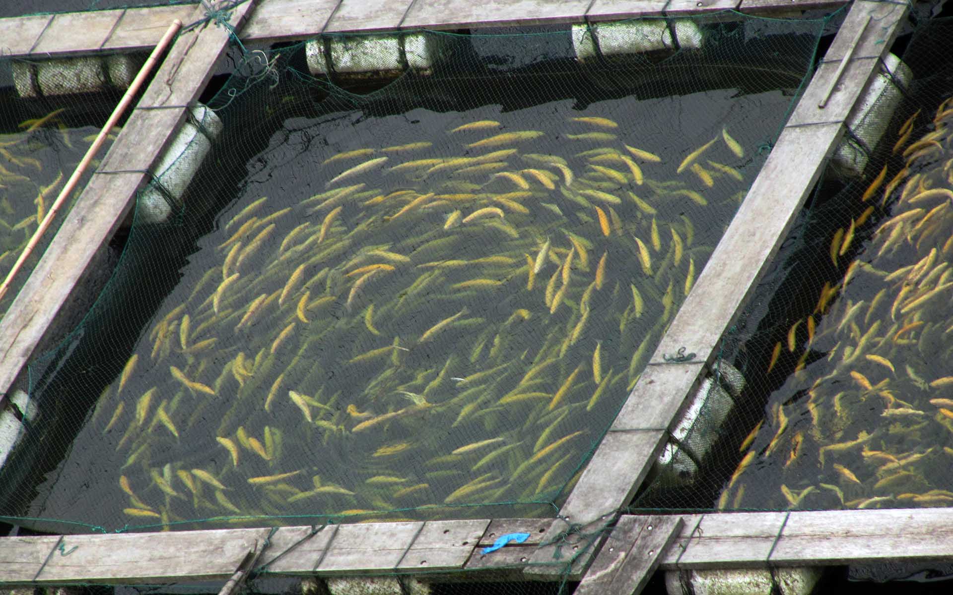 水产药品销售技巧和话术