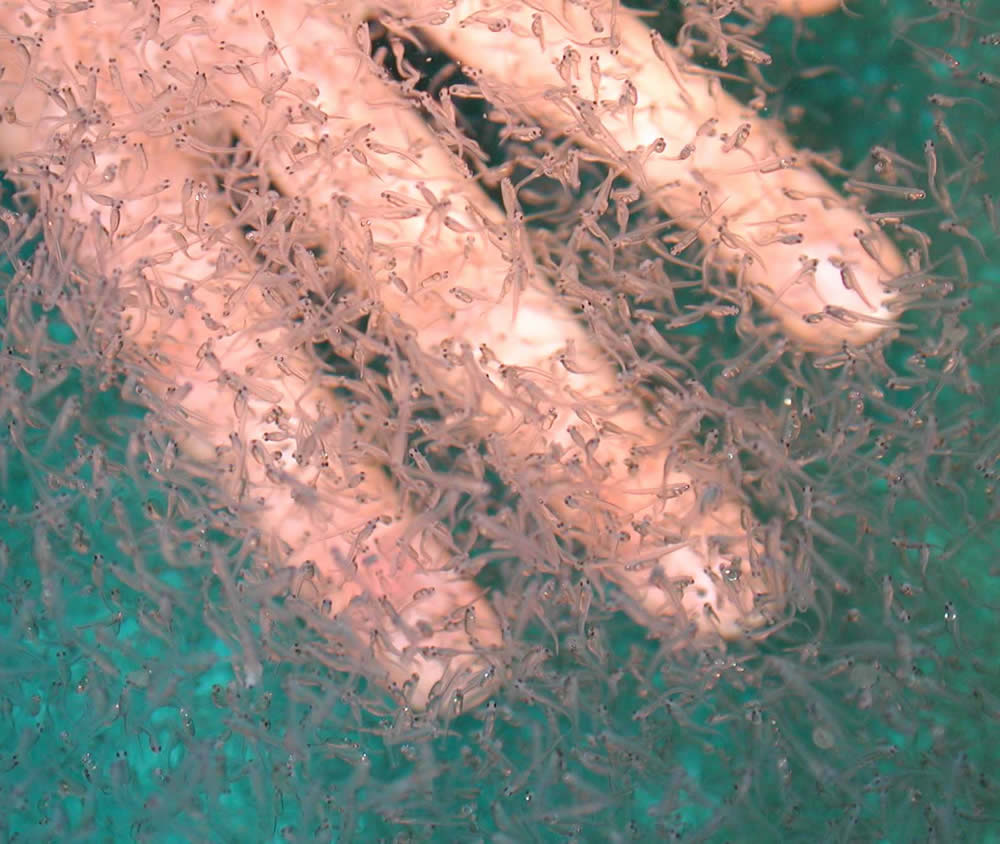 水产养殖加热恒温系统