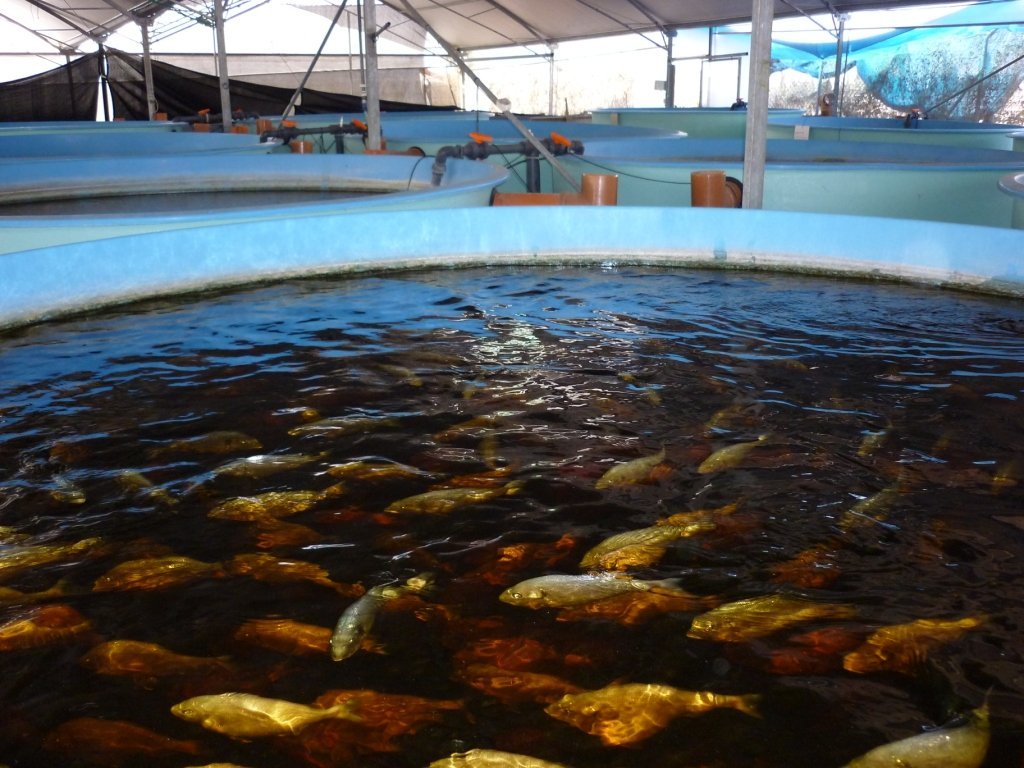 水产养殖检测项目