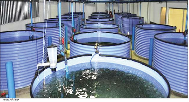 水产养殖用氯化钙还是甲酸钙