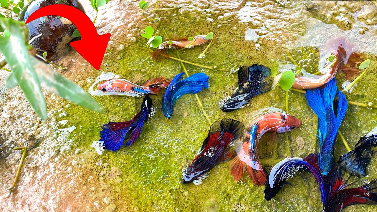 水产养殖增氧设备效果