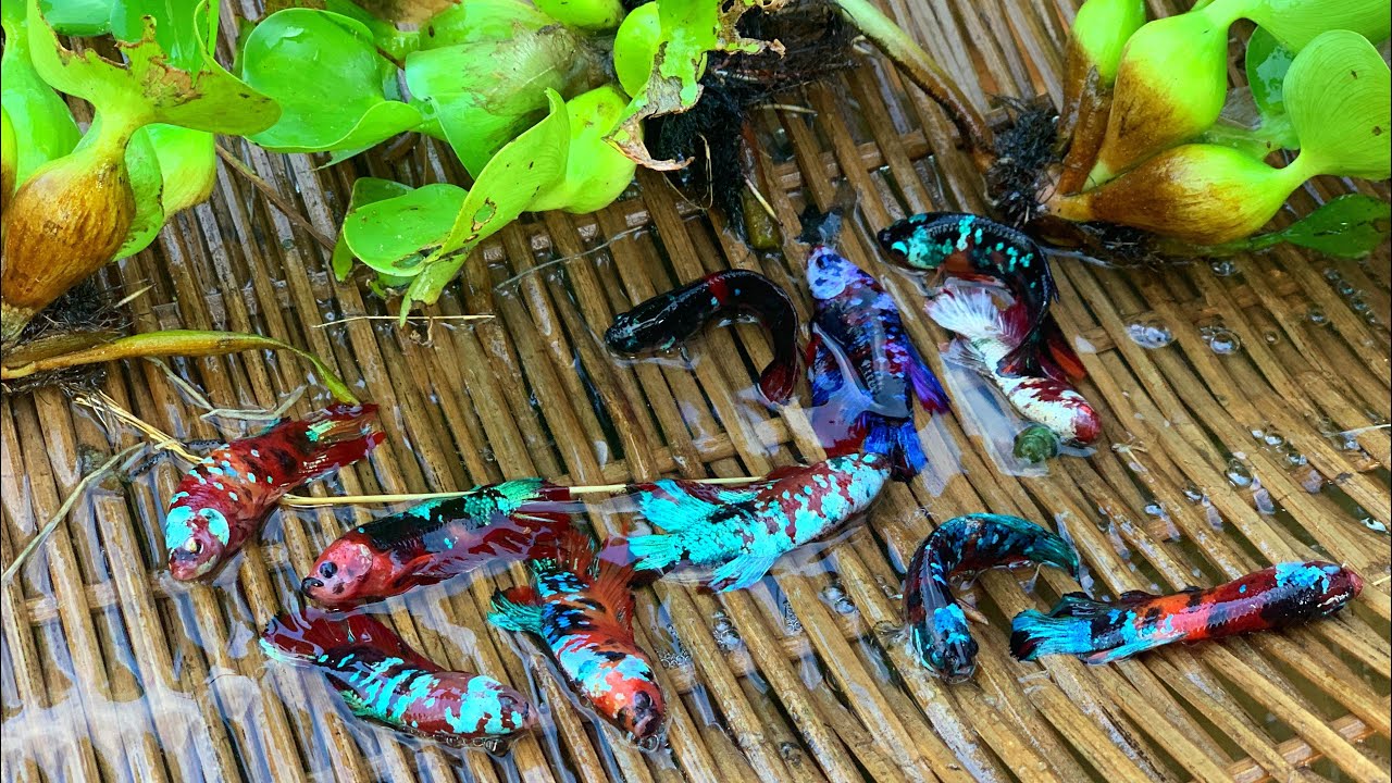 长沙拜特水产药品批发市场
