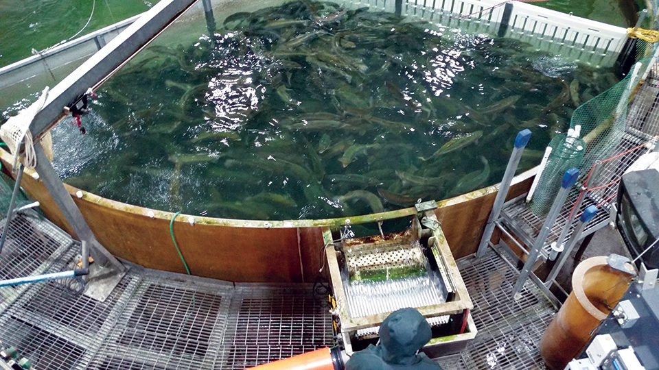 渔药厂家名称