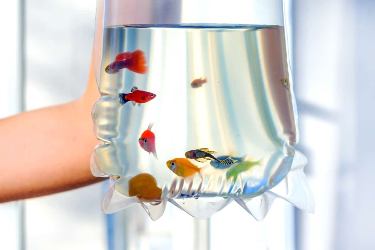 水产饲料系数